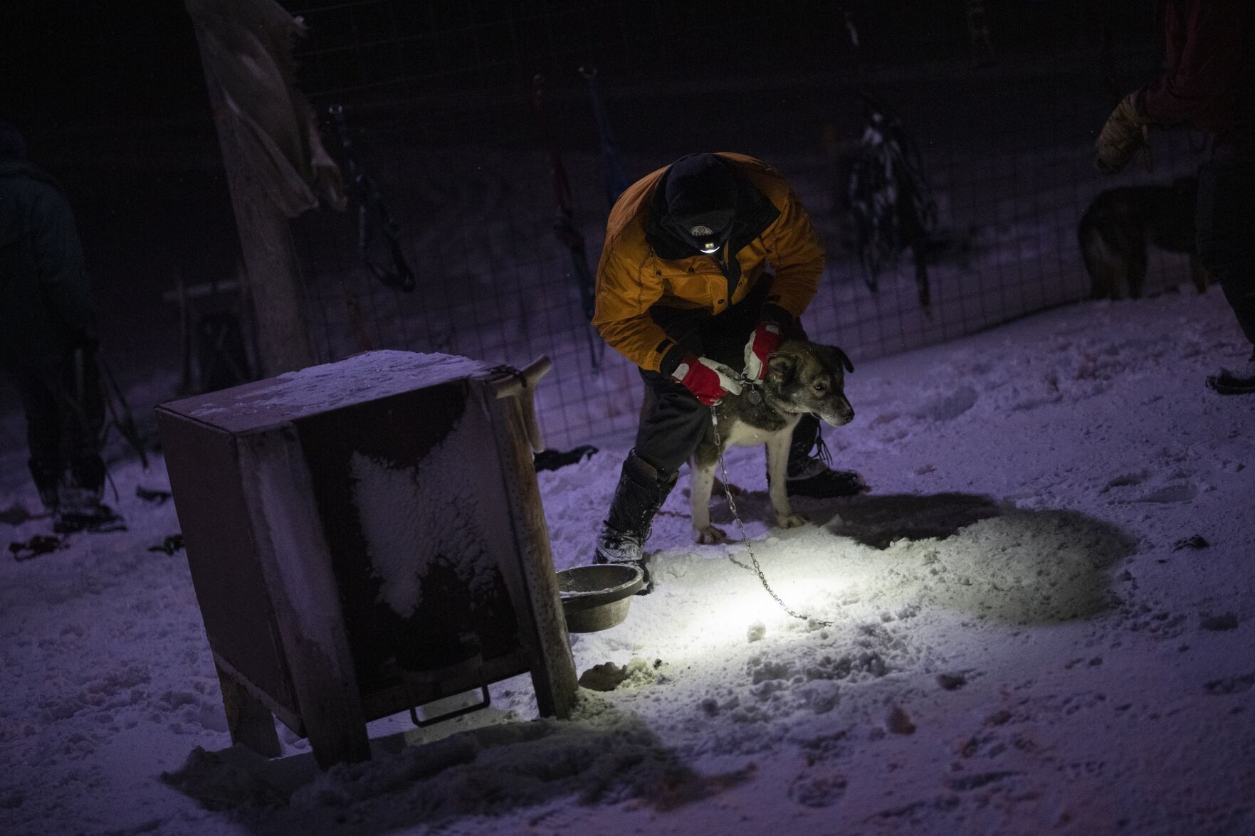 Norwegian Arctic Dog Sledding